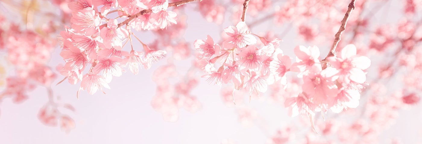 APRIL 2020 - CHERRY BLOSSOM | WOW 1 DAY PAINTING